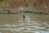 청둥오리 수컷 Anas platyrhynchos (Mallard Drake)