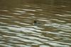쇠오리 Anas crecca crecca (Common Teal)
