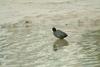 물닭 Fulica atra (Eurasian Coot)