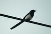 까치 Pica pica (Black-billed Magpie)