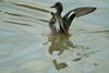 쇠오리 Anas crecca crecca (Common Teal)