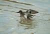 쇠오리 Anas crecca crecca (Common Teal)