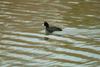 물닭 Fulica atra (Eurasian Coot)