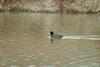 물닭 Fulica atra (Eurasian Coot)