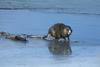 Common Muskrat (Ondatra zibethicus)