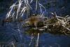 Common Muskrat (Ondatra zibethicus)