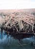 Common Muskrat hut (Ondatra zibethicus)