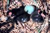 American White Ibis chicks & egg (Eudocimus albus)