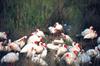 American White Ibis flock (Eudocimus albus)