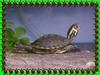 Turtle Pic