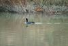 물닭 Fulica atra (Eurasian Coot)