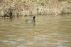 물닭 Fulica atra (Eurasian Coot)