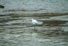 쇠백로 Egretta garzetta garzetta (Little Egret)