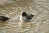 휴식중인 쇠오리 Anas crecca crecca (Common Teal)