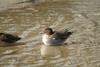 휴식중인 쇠오리 Anas crecca crecca (Common Teal)