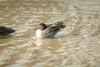 휴식중인 쇠오리 Anas crecca crecca (Common Teal)