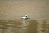 백할미새 Motacilla lugens (Black-backed Wagtail)