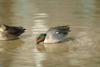 쇠오리 Anas crecca crecca (Common Teal)