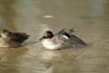 쇠오리 Anas crecca crecca (Common Teal)