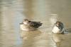 쇠오리 Anas crecca crecca (Common Teal)