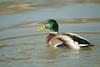 청둥오리 수컷 Anas platyrhynchos (Mallard Drake)