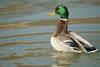 청둥오리 수컷 Anas platyrhynchos (Mallard Drake)