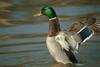 청둥오리 수컷 Anas platyrhynchos (Mallard Drake)