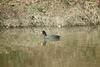 물닭 Fulica atra (Eurasian Coot)