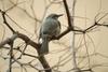 직박구리 Ixos amaurotis (Brown-eared Bulbul)