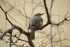 직박구리 Ixos amaurotis (Brown-eared Bulbul)