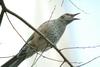 직박구리 Ixos amaurotis (Brown-eared Bulbul)