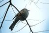 직박구리 Ixos amaurotis (Brown-eared Bulbul)