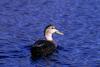 American Black Duck (Anas rubripes)