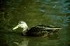 Pacific Black Duck (Anas superciliosa)