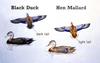 Black Duck and Hen Mallard Characteristics Comparison Diagram