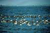 Canvasback flock (Aythya valisineria)