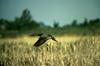 Canvasback duck in flight (Aythya valisineria)