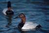 Canvasback (Aythya valisineria)