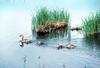 Canvasback duck & ducklings (Aythya valisineria)