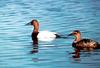 Canvasback pair (Aythya valisineria)