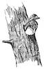 [Drawing] Wood Duck (Aix sponsa)