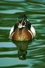 Wood Duck (Aix sponsa)