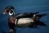 Wood Duck (Aix sponsa)