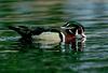 Wood Duck (Aix sponsa)