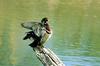 Wood Duck (Aix sponsa)