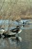 Wood Ducks (Aix sponsa)