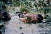 American Wigeon (Anas americana)