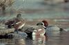 American Wigeons (Anas americana)