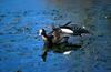 American Wigeons (Anas americana)