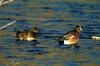 American Wigeons (Anas americana)